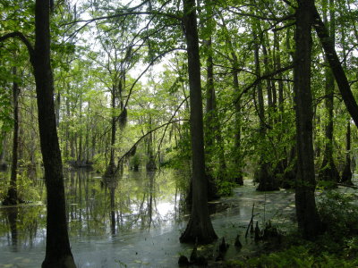 Merchants Mill Pond SP 3.jpg