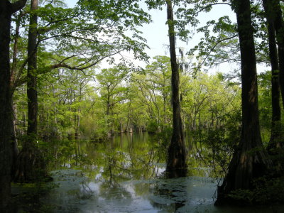 Merchants Mill Pond SP 5.jpg
