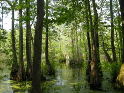 Merchants Mill Pond SP 8.jpg