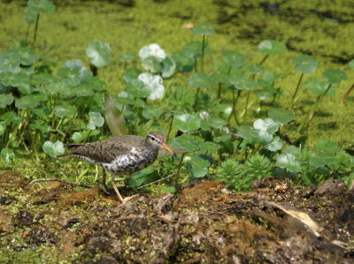 Spotted Sandpiper 2.jpg