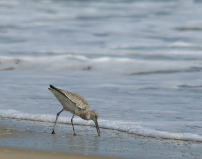 Willet 3.jpg