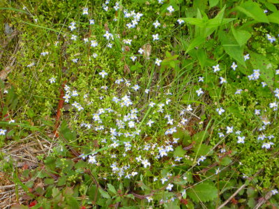 Bluets.jpg