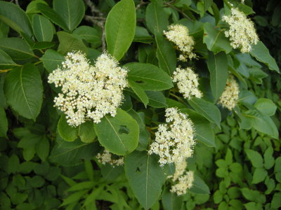 Bush Dogwood.jpg