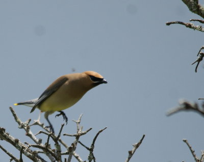 Cedar Waxwing.jpg