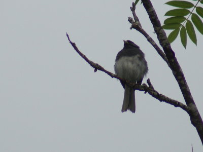 Dark-eyed Junco.jpg
