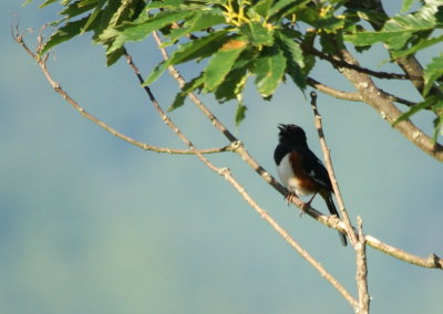Eastern Towhee 2.jpg