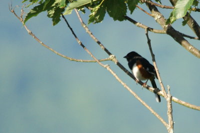 Eastern Towhee.jpg