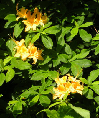 Flame Azalea.jpg