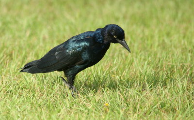 Boat-tailed Grackle 2.jpg