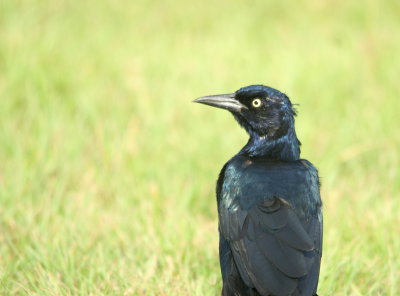 Boat-tailed Grackle 3.jpg