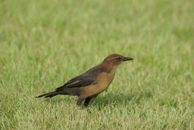 Boat-tailed Grackle female.jpg