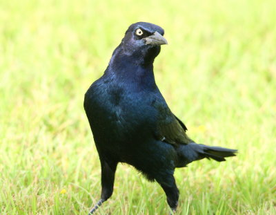 Boat-tailed Grackle.jpg