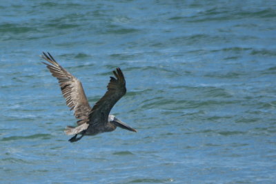 Brown Pelican 2.jpg