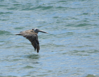 Brown Pelican 3.jpg