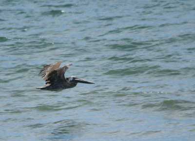 Brown Pelican.jpg