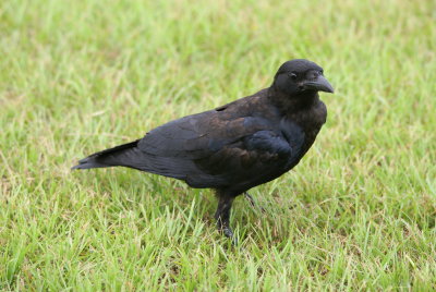 Fish Crow 2.jpg