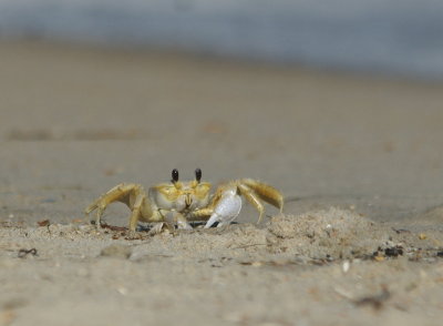 Ghost Crab.jpg