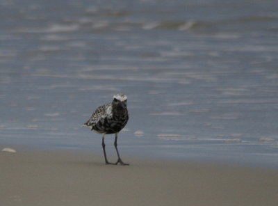 Golden Plover.jpg