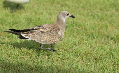 Laughing Gull juvenile.jpg