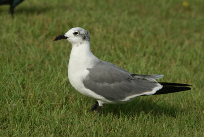 Laughing Gull.jpg