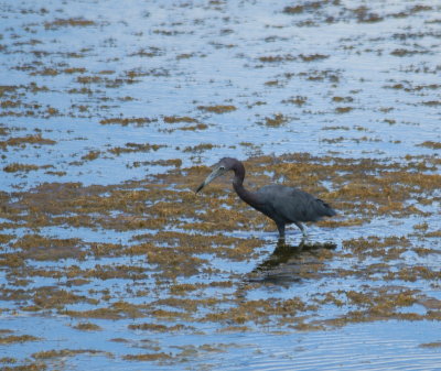 Little Blue Heron.jpg