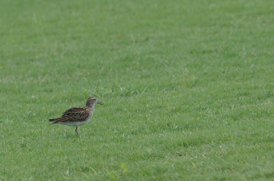 Pectoral Sandpiper 2. jpg.jpg