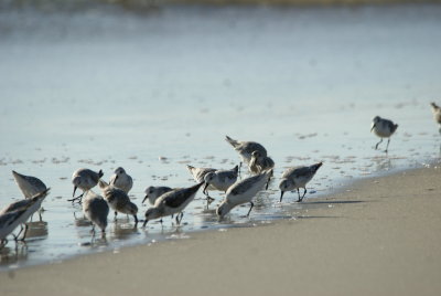 Sanderling 2.jpg