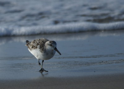 Sanderling 3.jpg