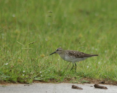 Semipalmated Sandpiper.jpg