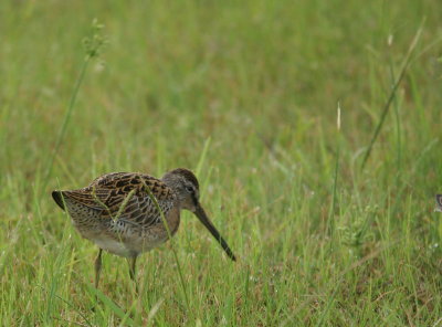 Short-billed Dowitcher 2.jpg