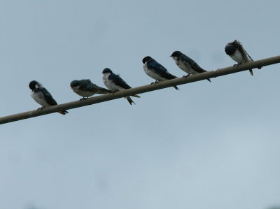 Tree Swallow.jpg