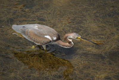 Tricolored Heron 2.jpg