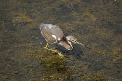 Tricolored Heron.jpg