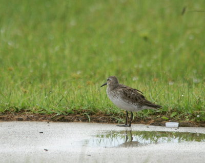 Western Sandpiper.jpg