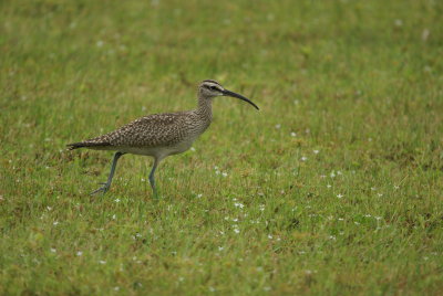 Whimbrel 2.jpg
