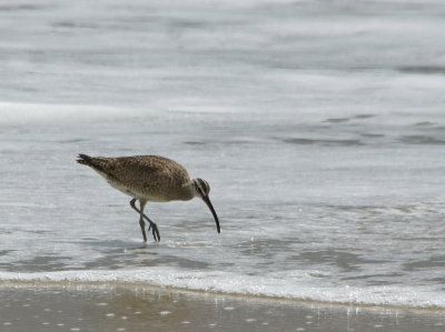 Whimbrel.jpg