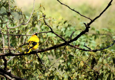 Black-hooded Oriole 3.jpg