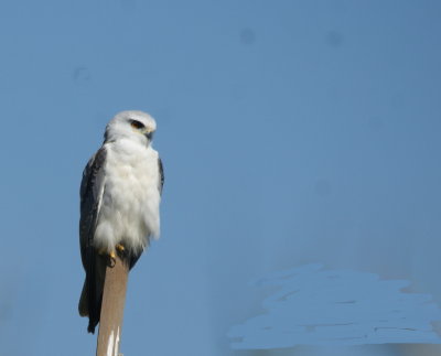 Black-shouldered KIte 2.jpg