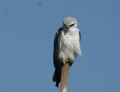 Black-shouldered KIte.jpg
