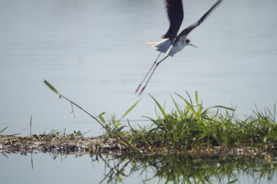 Black-winged Stilt Art.jpg