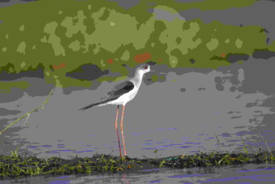 Black-winged Stilt.jpg