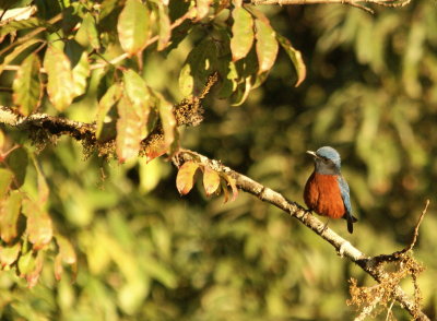 Chestnut-bellied Rock-thrush 2.jpg