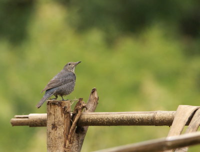 Chestnut-blleied Rock-thrush 3.jpg