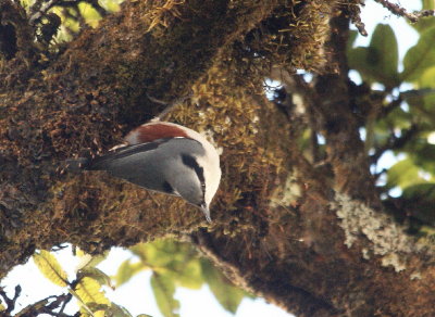 Chestnut-vented Nuthatch 2.jpg