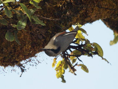 Chestnut-vented Nuthatch.jpg