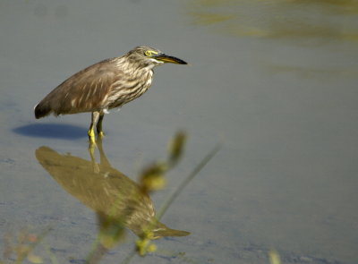Chinese Pond Heron.jpg