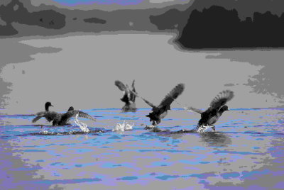 Common Coot.jpg