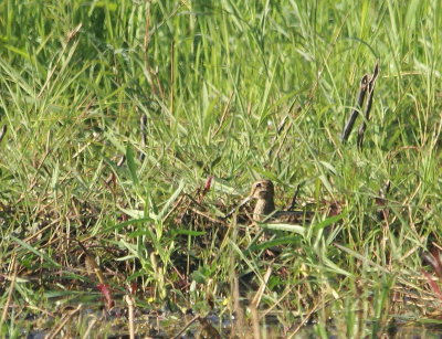 Common Snipe.jpg