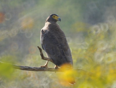 Crested Serpent Eagle.jpg