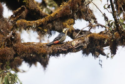Darjeeling Woodpecker 2.jpg